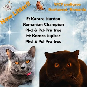 Femela British Shorthair lilac cu pedigree - imagine 2