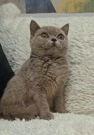 Femela British Shorthair lilac cu pedigree - imagine 5
