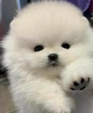 Pui Pomeranian talie mica - imagine 2