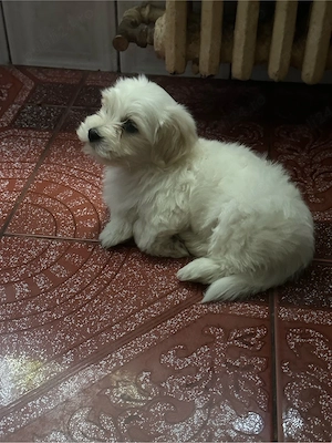 Vand pui de bichon maltez mini toy  - imagine 2