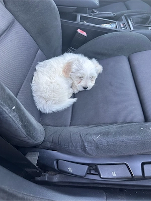 Vand pui de bichon maltez mini toy  - imagine 3