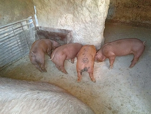 Vând scroafa cu purcei duroc!