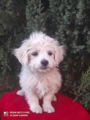 Bichon maltez fetită  - imagine 2