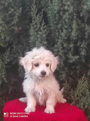 Bichon maltez fetită  - imagine 4