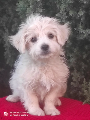 Bichon maltez fetită  - imagine 3