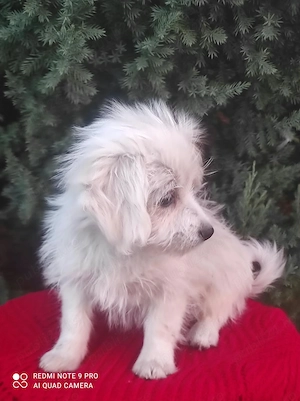 Bichon maltez fetită  - imagine 5