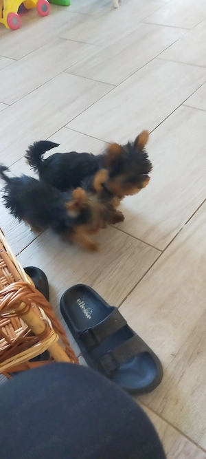 Fată și baiat Yorkshire terrier mini - imagine 1