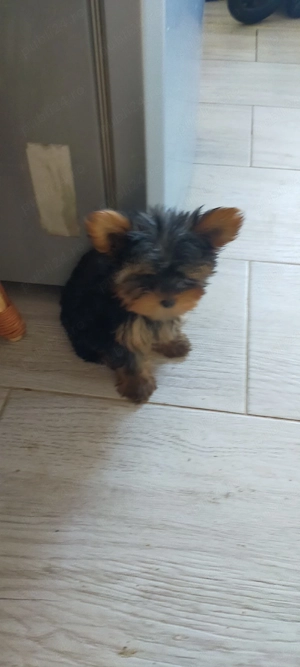 Fată și baiat Yorkshire terrier mini