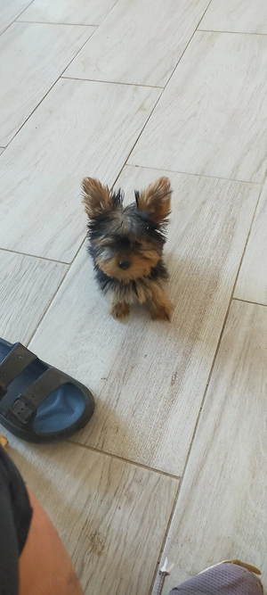 Fată și baiat Yorkshire terrier mini - imagine 2