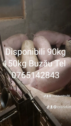 porci rasă de carne 