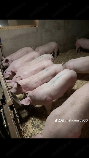 porci rasă de carne  - imagine 2