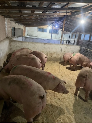 Porci de vanzare, luam arvune pentru craciun  - imagine 2