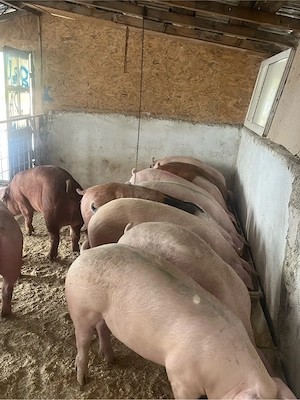 Porci de vanzare, luam arvune pentru craciun  - imagine 4