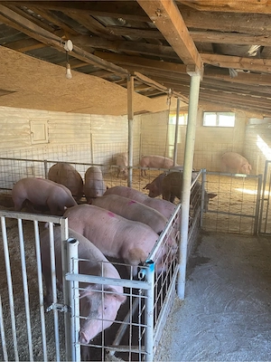 Porci de vanzare, luam arvune pentru craciun  - imagine 3