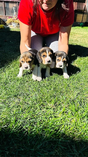 Pui Beagle   4 fetițe și 2 băieței   disponibili pentru rezervare - imagine 2