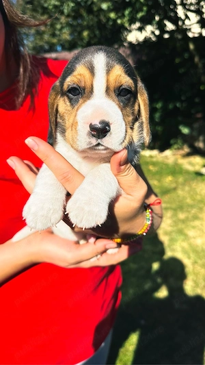 Pui Beagle   4 fetițe și 2 băieței   disponibili pentru rezervare - imagine 3