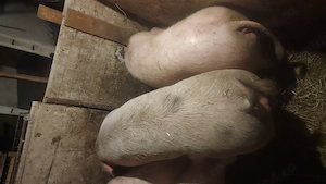 Vand porci pentru sacrificat 