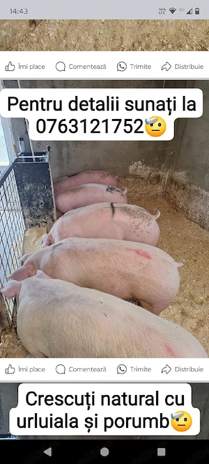 Porci mîncăcios rasa de carne  - imagine 4