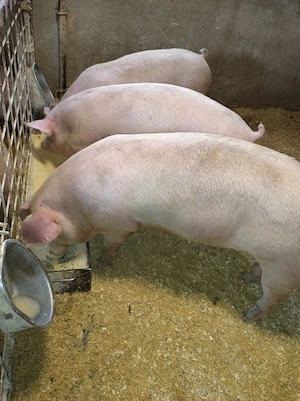 Porci mîncăcios rasa de carne  - imagine 2
