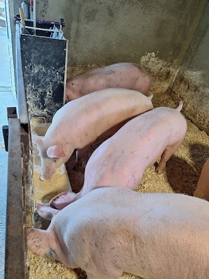 Porci mîncăcios rasa de carne  - imagine 3