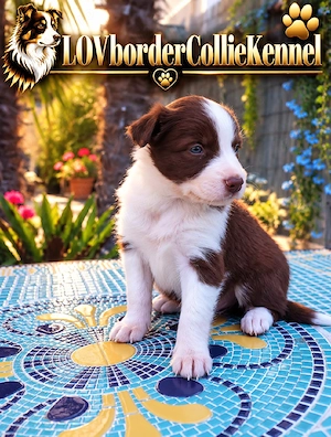 Border Collie pedigree export 
