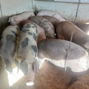 vând porci grași media 120-200 kg.preț 13 lei. - imagine 2