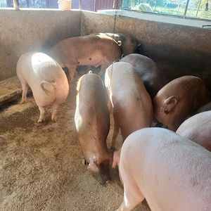 vând porci grași media 120-200 kg.preț 13 lei. - imagine 4