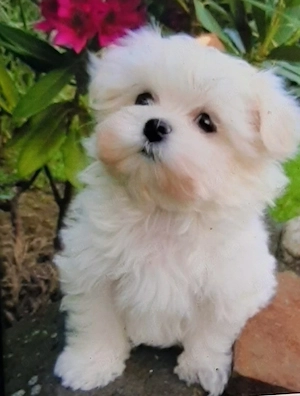 Bichonel maltez mini toy 