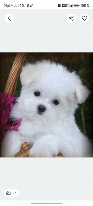 Bichon maltez mini toy 