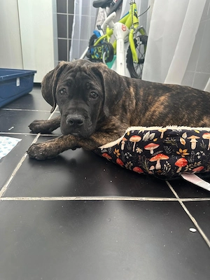 Cățel Cane Corso-mascul  - imagine 3