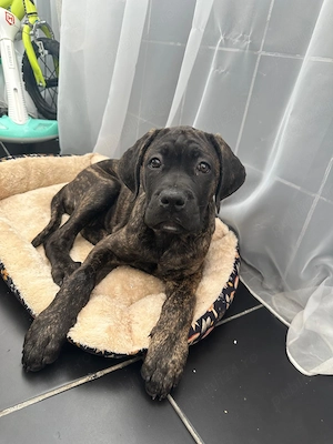 Cățel Cane Corso-mascul  - imagine 2
