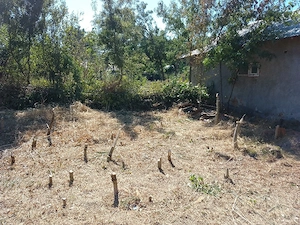 Teren intravilan1.120MP+ Casa bătrâneasca Demolabilă - imagine 4
