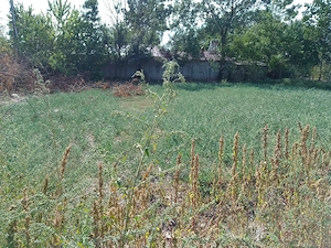 Teren intravilan1.120MP+ Casa bătrâneasca Demolabilă - imagine 3