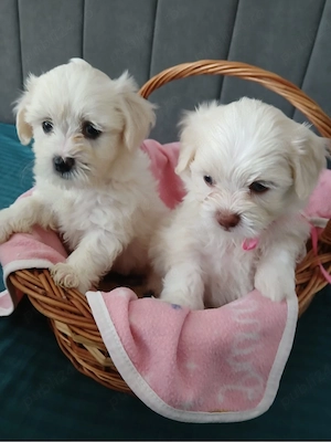 Vand bichon maltez talie mica