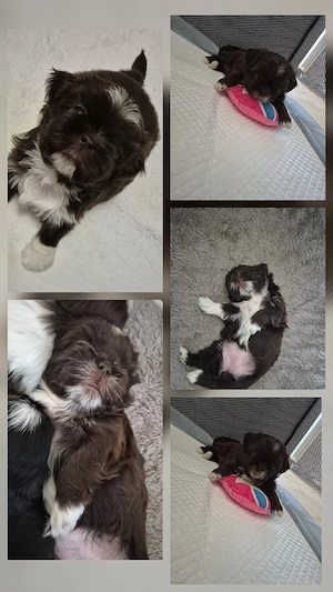 Catelusi Shih Tzu 