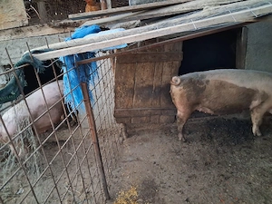 dau la schimb  o manza si o purcea  pe o vitea 