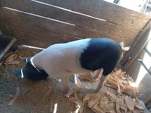 vier de vânzare 