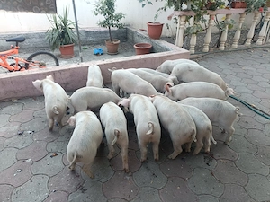 Vând purcei 7-8 săptămâni, 300 lei bucata