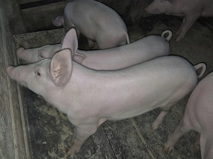 Purcei rasa de carne