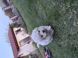 Vând Bichon MiniToy - imagine 2