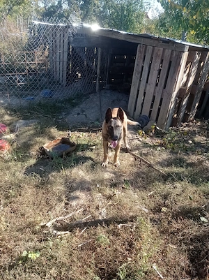 Belgian Malinois