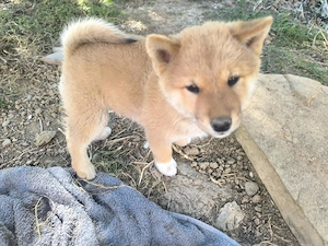 Pui Shiba Inu