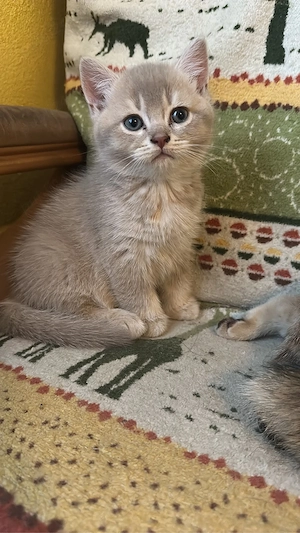  Motănei British Shorthair   Golden Tabby & Lilac - imagine 2