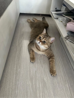  Motănei British Shorthair   Golden Tabby & Lilac - imagine 5