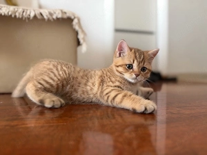  Motănei British Shorthair   Golden Tabby & Lilac - imagine 4
