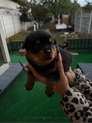vand rottweiler fete