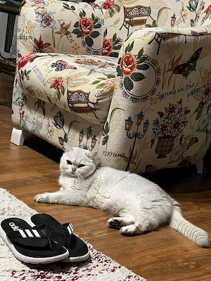 Pisica Black Silver Shaded British Shorthair - imagine 3