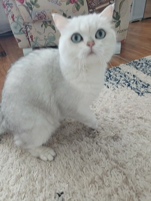 Pisica Black Silver Shaded British Shorthair - imagine 4