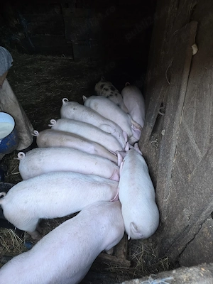 purcei de vanzare!
