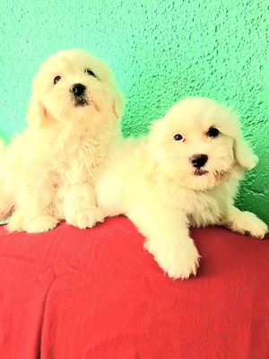 Bichon Maltez, Femele disponibile imediat. 